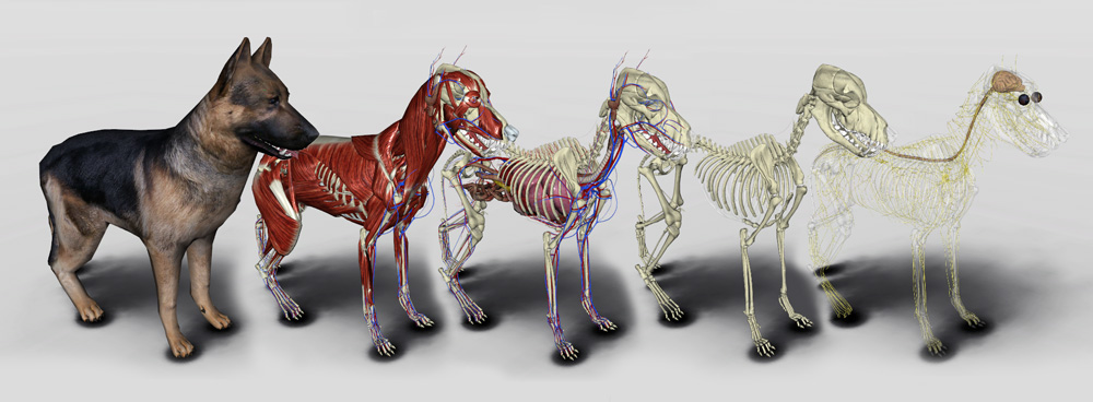 Veterinary anatomy software